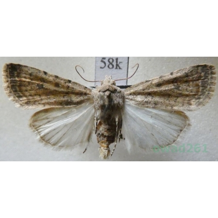 Caradrina clavipalpis Scopoli, 1763 Światłówka izdebnica Slovakia58k